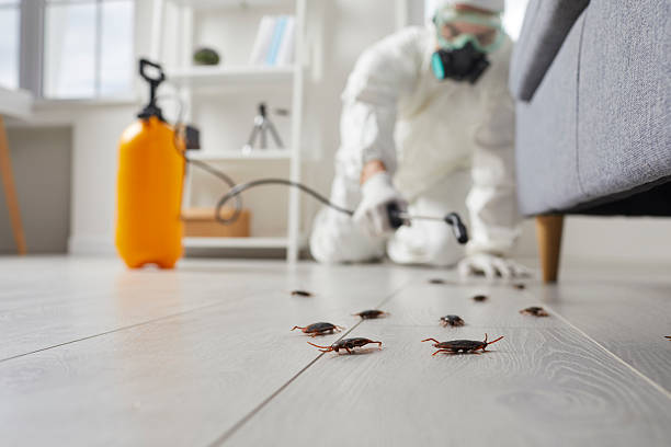 Commercial Kitchen Cockroach Control in Meridian